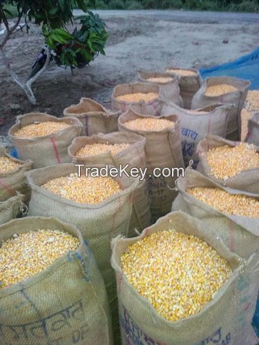 wholesale Yellow Corn available for bulk order 