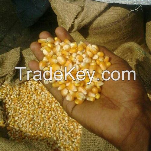 Buy wholesale Yellow Corn 