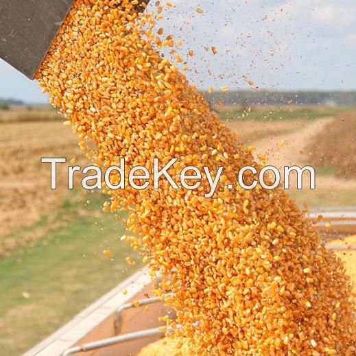 wholesale Yellow Corn available for bulk order 