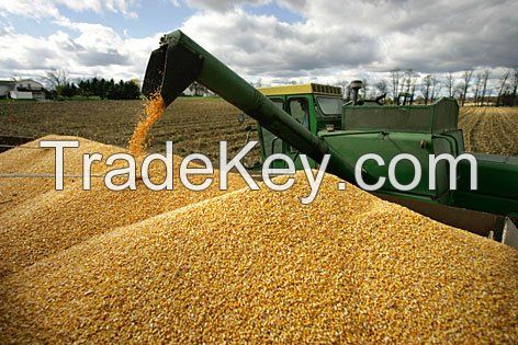 Yellow Corn and White Corn/ Yellow Maize for Animal Feed or Human