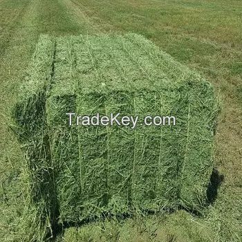 Rhodes Grass Hay Bales For Animal Feed and Forage