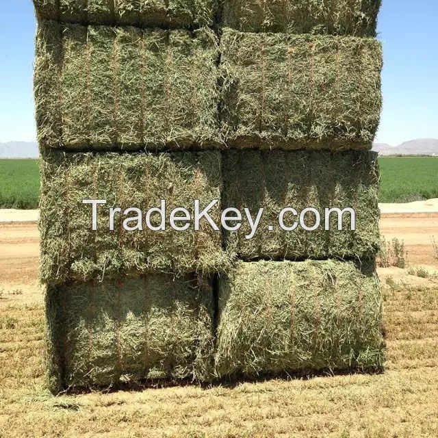 Rhodes Grass Hay Bales For Animal Feed and Forage/alfalfa hay pellets