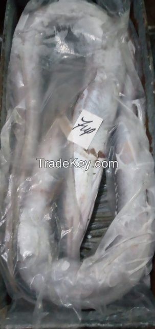 FROZEN EEL FISH