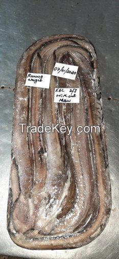 FROZEN EEL FISH