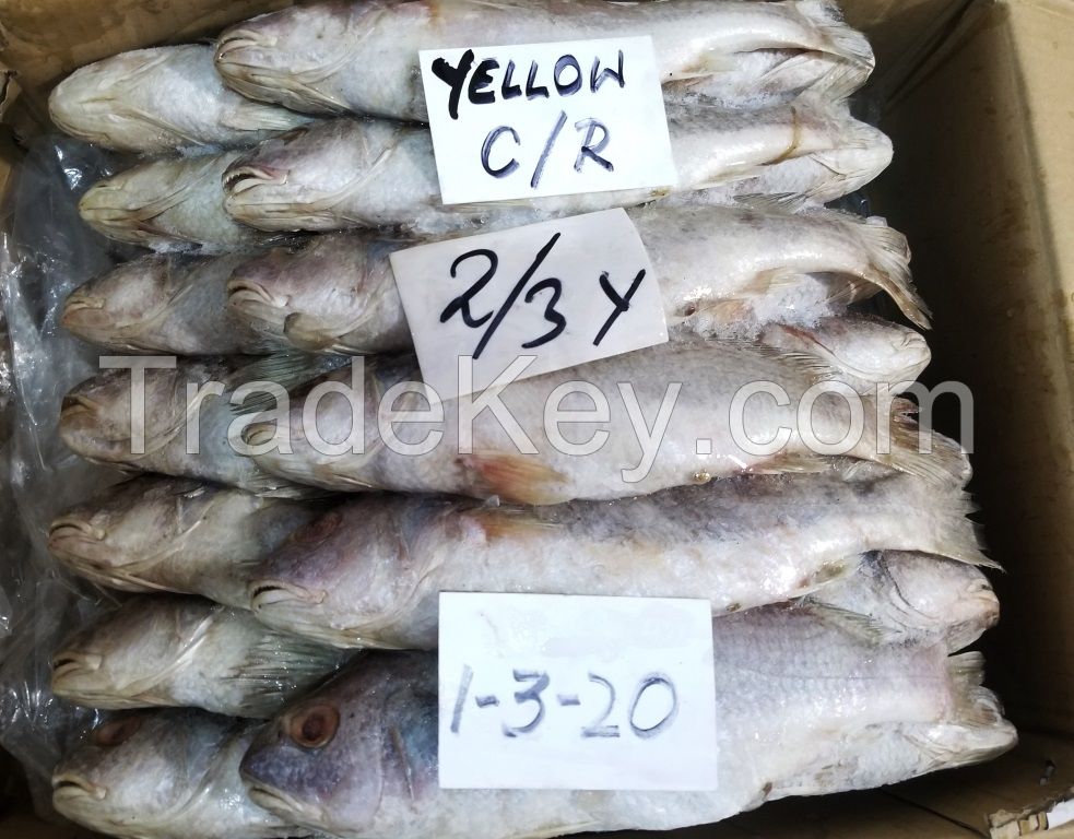 frozen yellow croaker