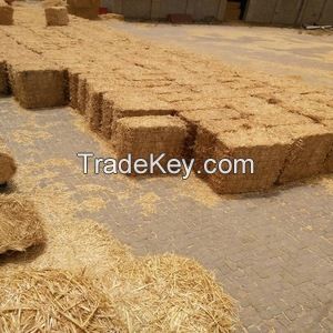 Wheat Hay