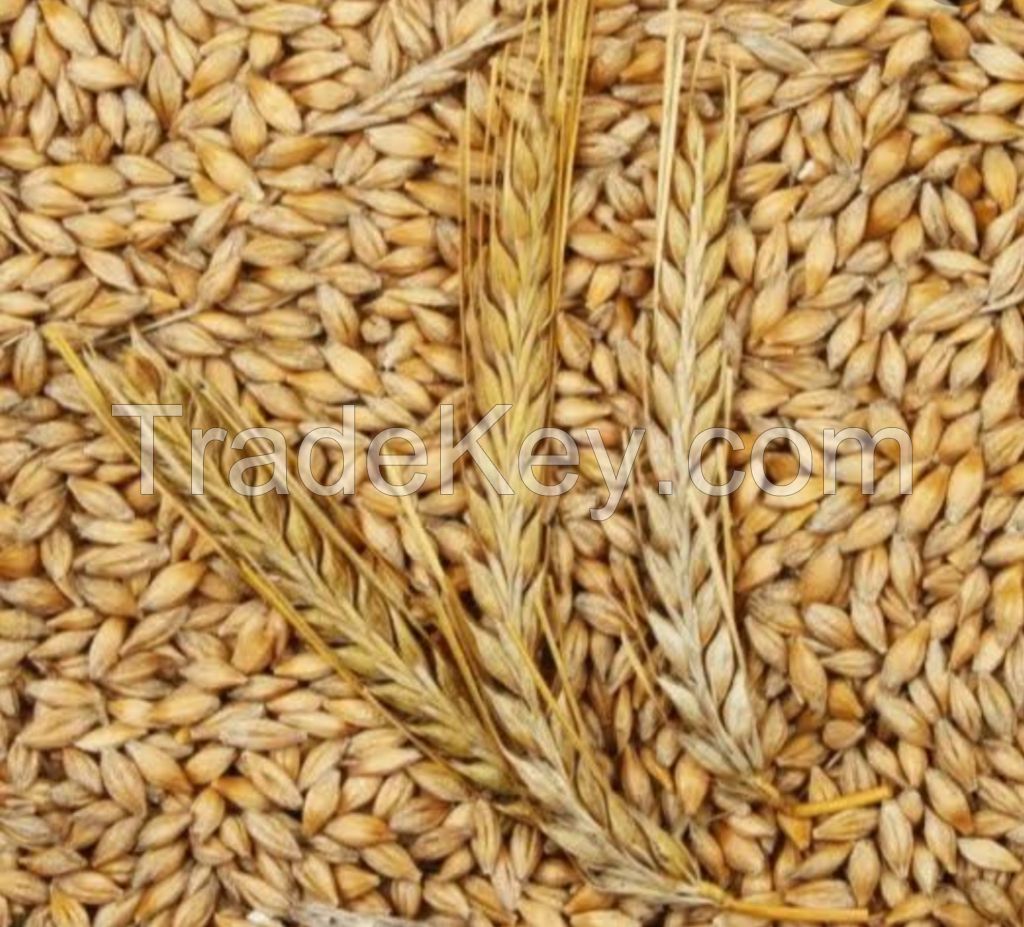 Barley