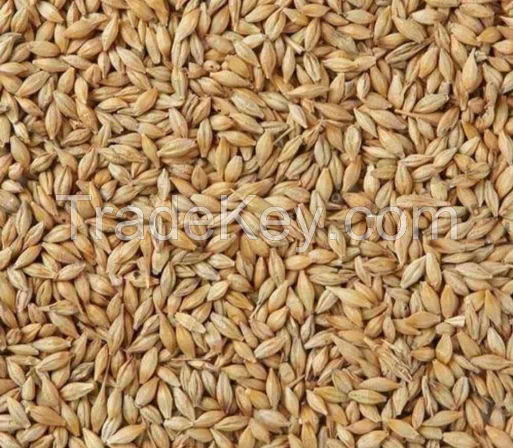 Barley