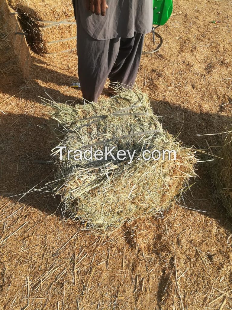 RHODES GRASS, WHEAT STRAW, RICE STRAW, YELLOW CORN, CORN SILAGE, ALFALFA HAY, PEANUT HAY