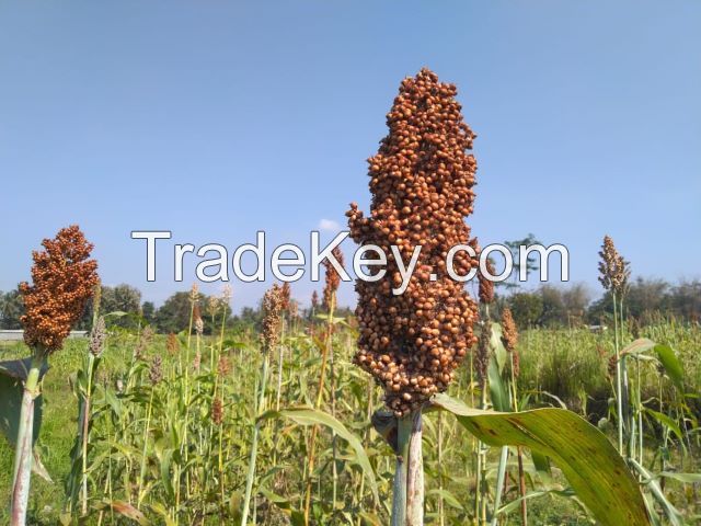 Sorghum