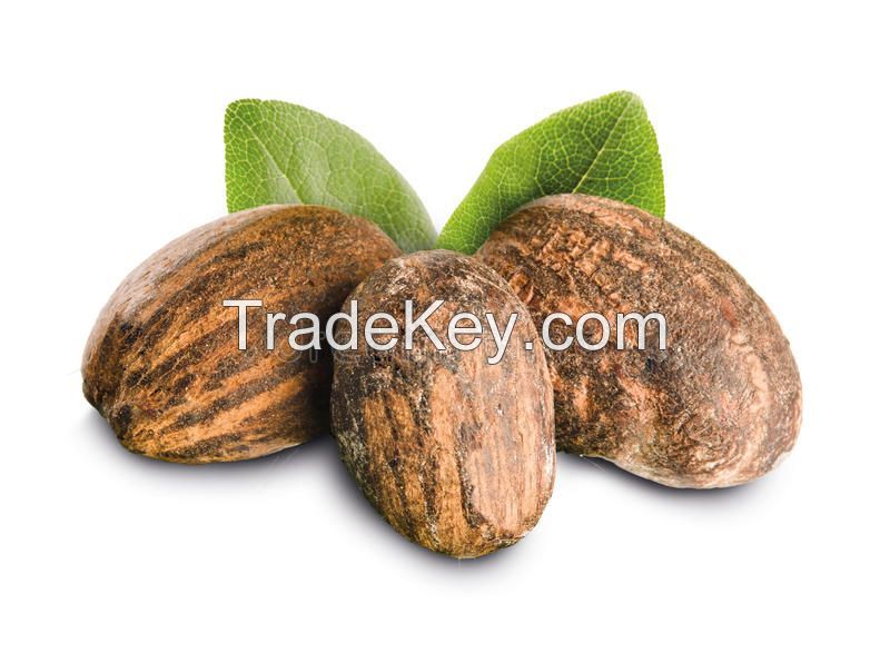 High Quality Shea Nuts