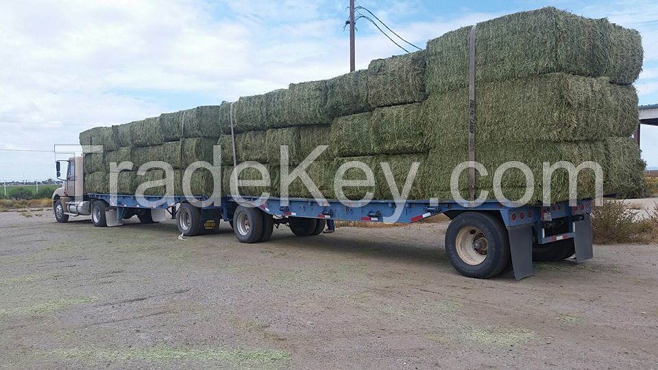 Top Quality Alfafa Hay for Animal Feeding Stuff Alfalfa / Alfalfa Hay / Alfalfa Hay Available 