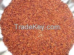 Finger Millet