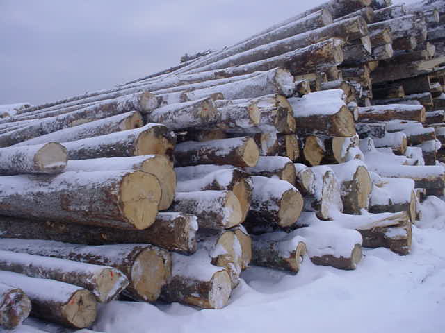 spruce timber cants