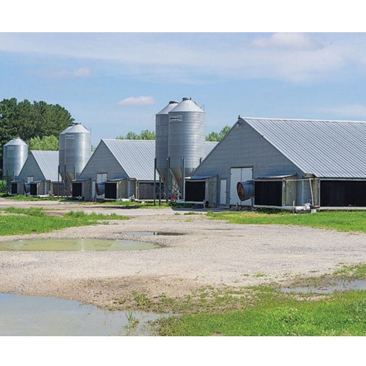 steel structure prefabricated livestock poultry farming house shed chicken house cow cattle house