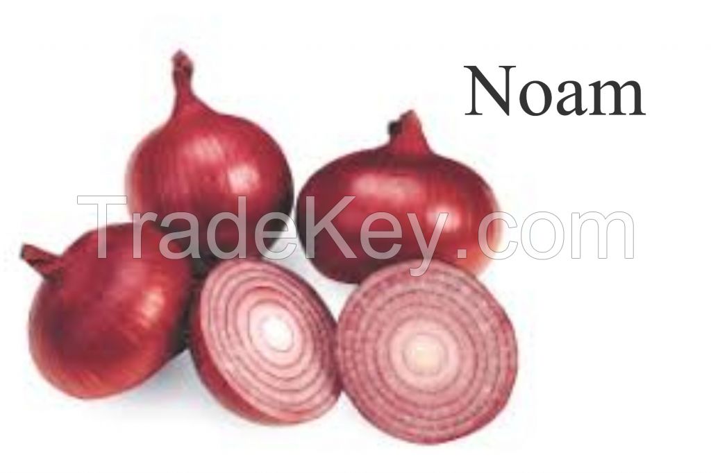 Red onion sivan noam