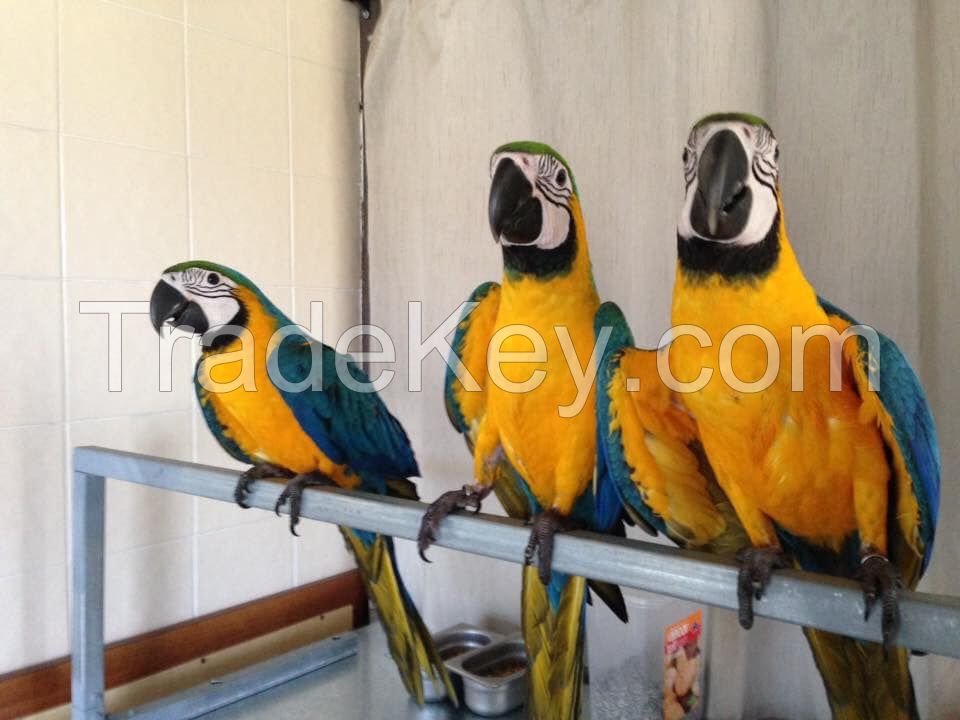 Blue and gold macaw parrots 