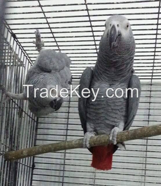 african grey parrots 