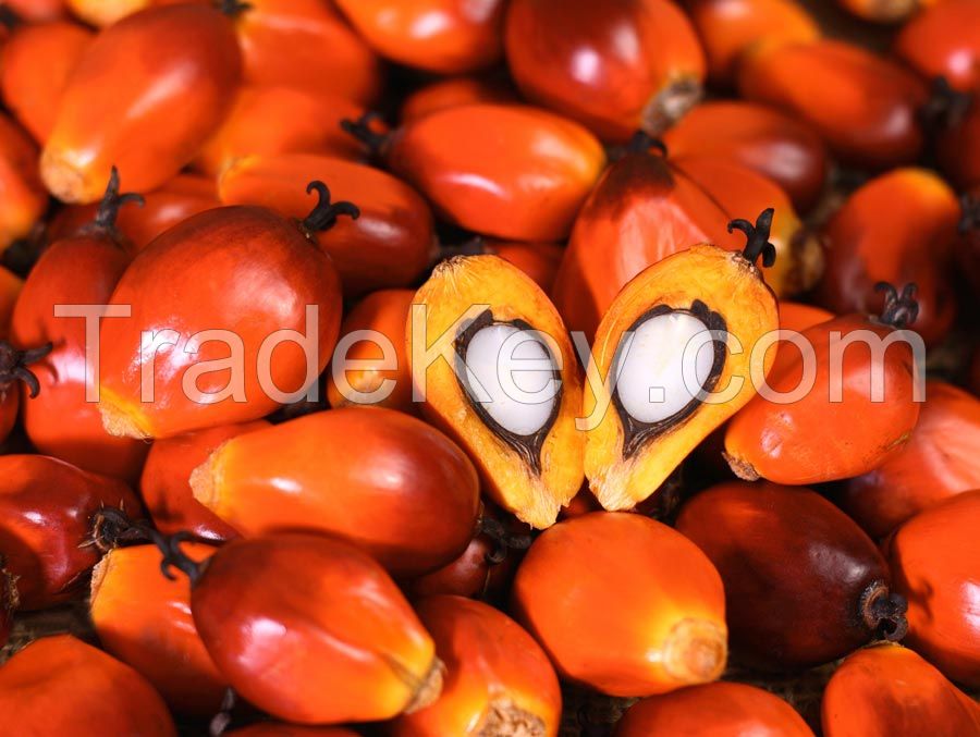 Palm Oil | Oil Palm Products