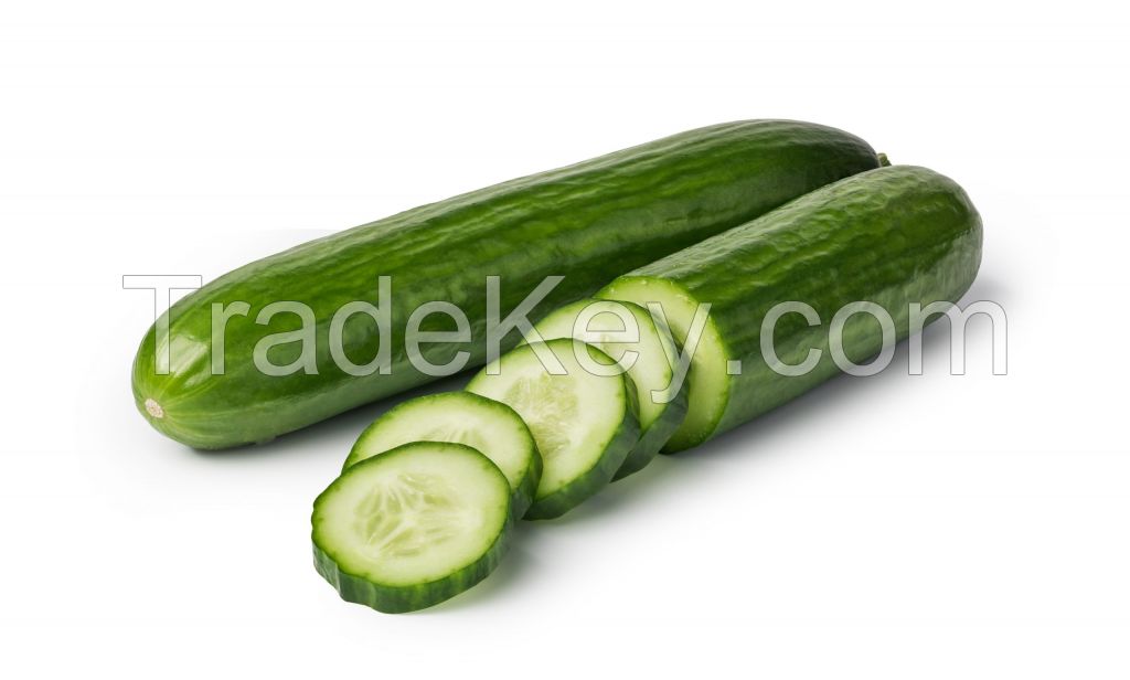 Cucumber