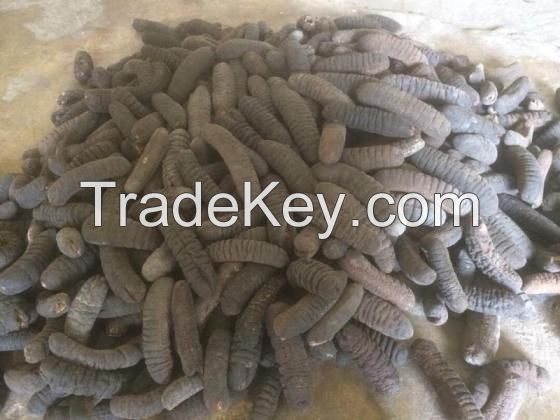  Sea Cucumbers