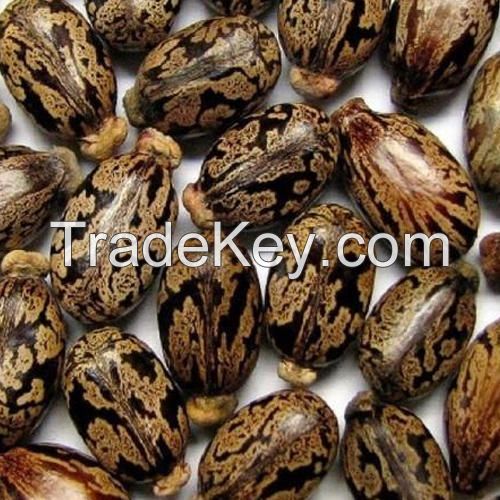 castor seeds 