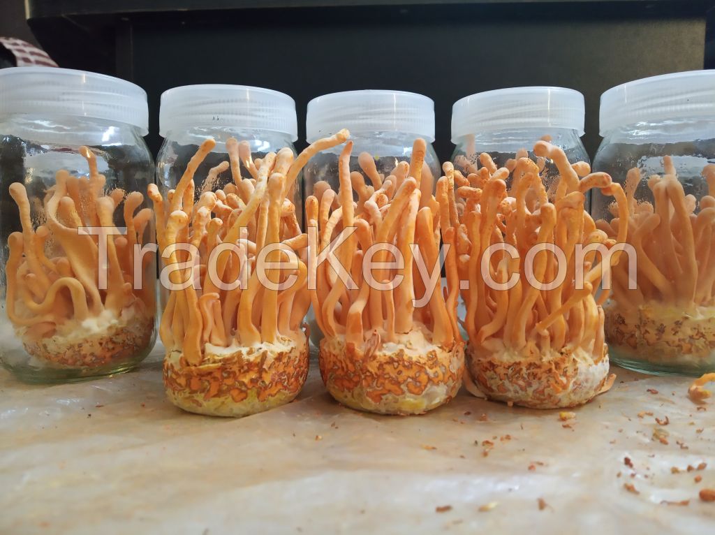 Cordyceps Militaris