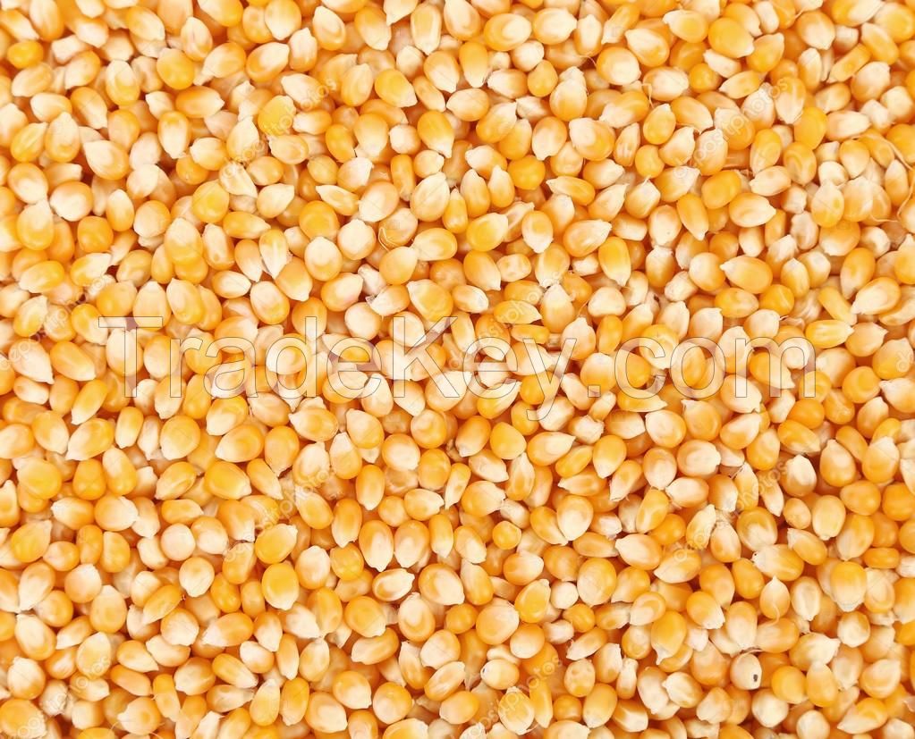 Yellow Corn in the range of wholesale - shipping worldwide CIF/FOB/CFR