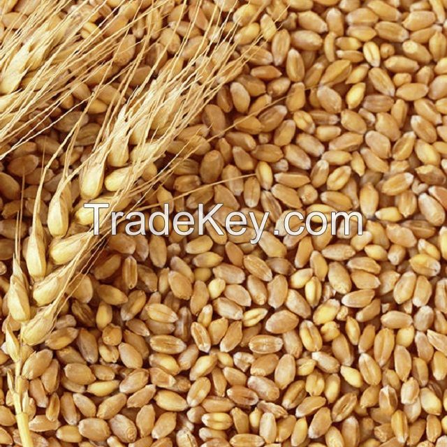 Wheat in the range of wholesale - shipping worldwide CIF/FOB