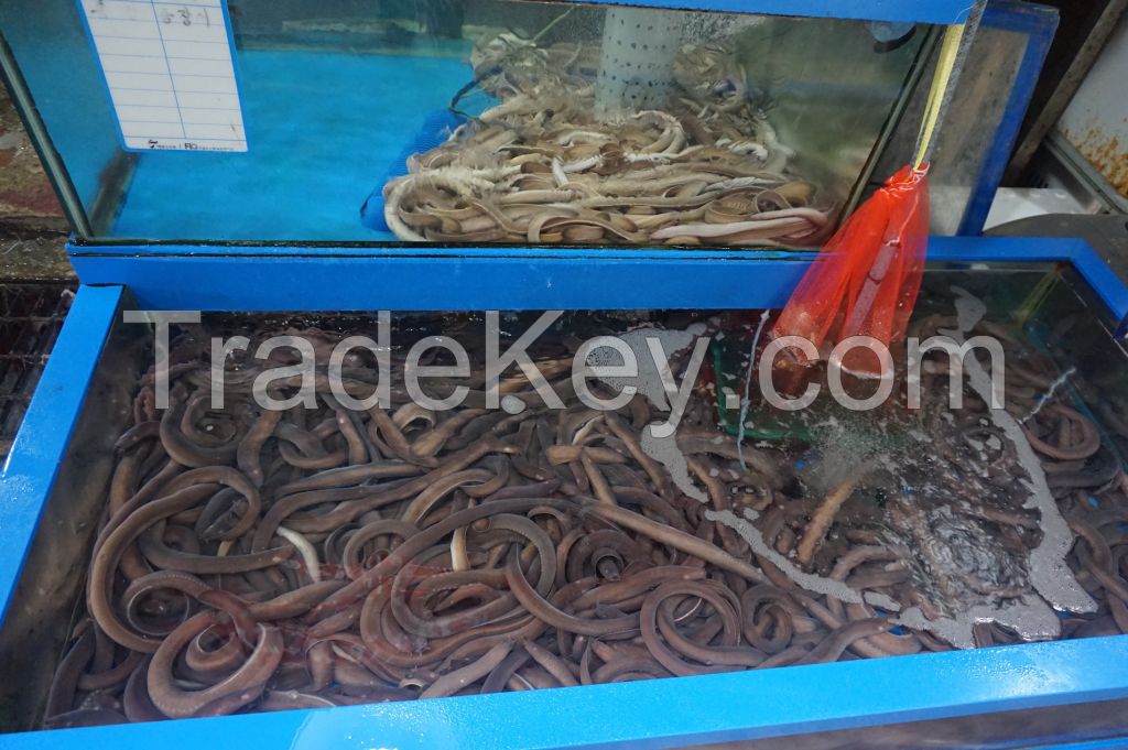 Live , forozen Hagfish , Crab, Lobsters, Shrimp and other deafood for sale