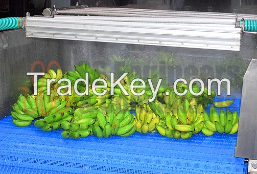 Banana Washing &amp; Ripening