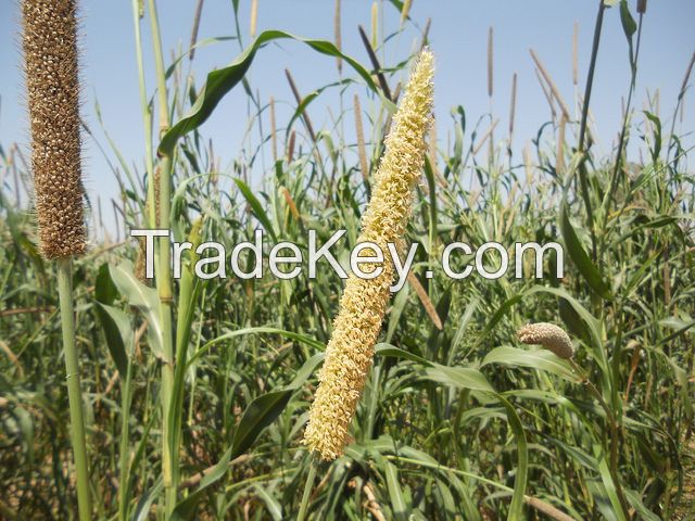 Pearl millet