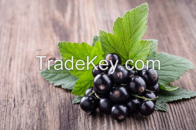 Black Currant