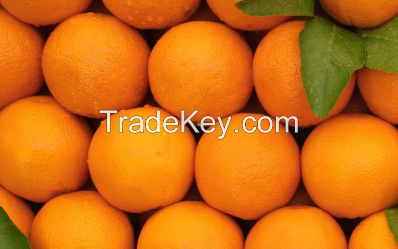 Sweet Oranges By Early Sun Traders,