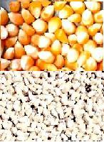 Maize | Maize Exporter | Corn Grain Seller | Maize Buyer | Bulk Maize Grain Importer | Corn bean Buyer | Corn bean Wholesaler | Corn Grain Manufacturer | Best Quality Corn Grain | Cheap Maize Supplier | Low Price Corn | Yellow Corn | White Cron | Baby Mai