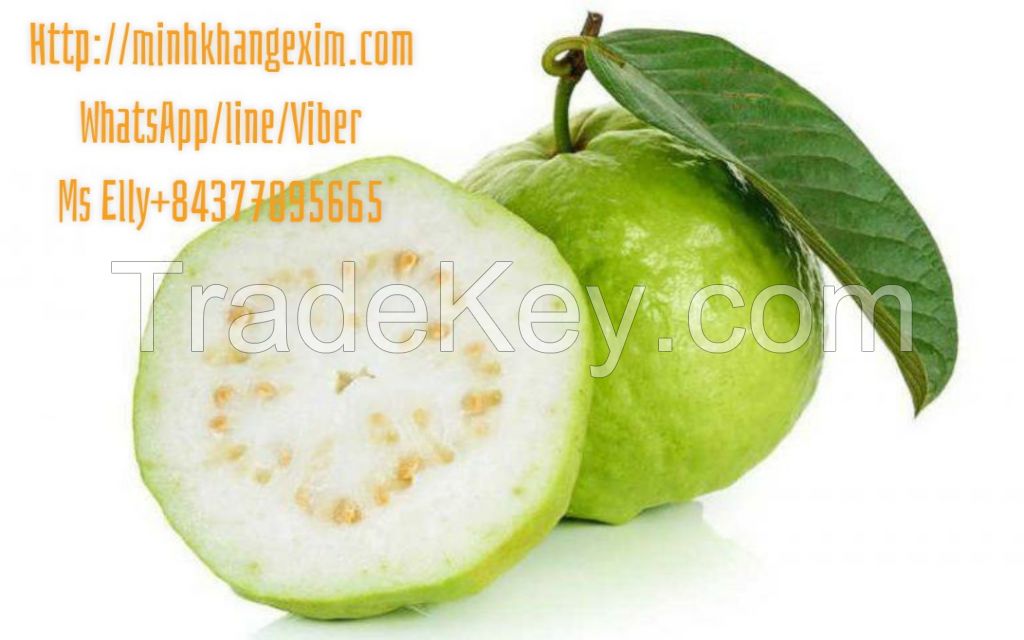 FRESH GUAVA-WHITE FLESH FROM VIETNAM