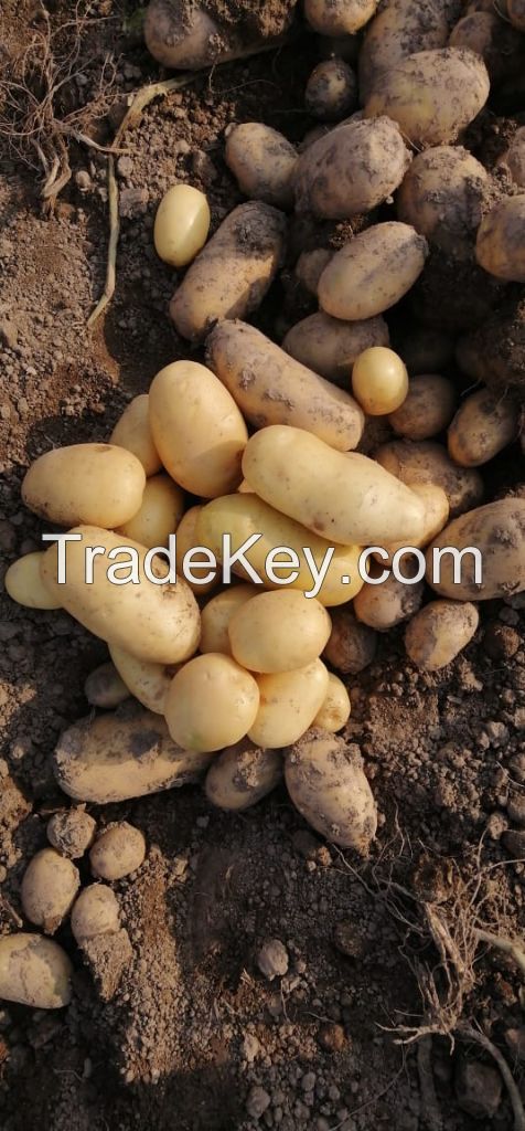 New Harvest 2020 Fresh Potato