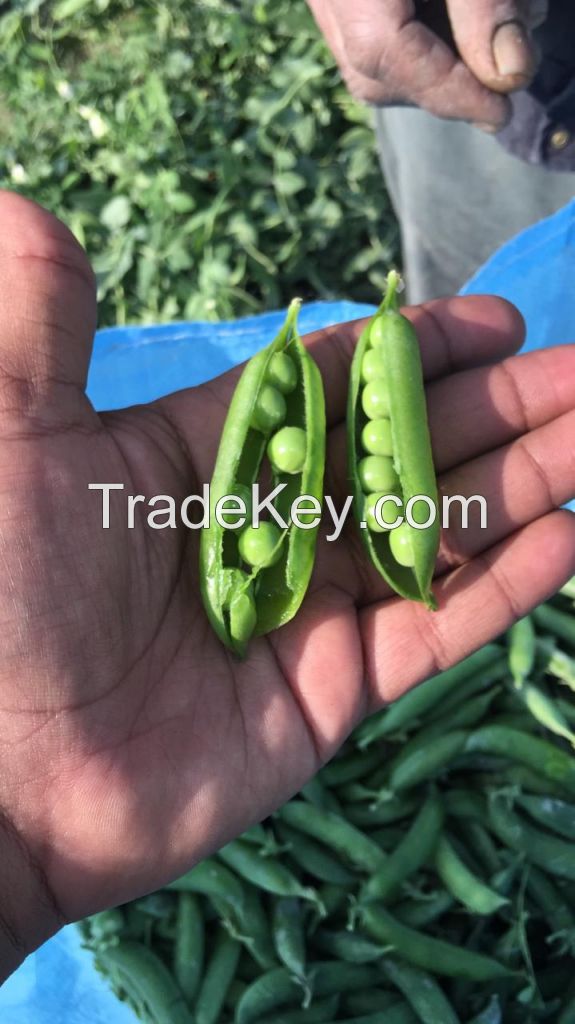 Wholesale Green Peas / Fresh Frozen Green Peas / Wholesale Fresh Peas 