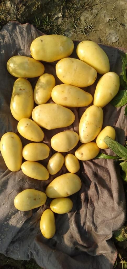 HOT OFFER !!!! NEW HARWEST FRESH POTATOS JUST 28/PKR PER KG