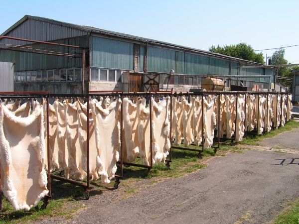 Cow hide or skin, sheep hide or skin