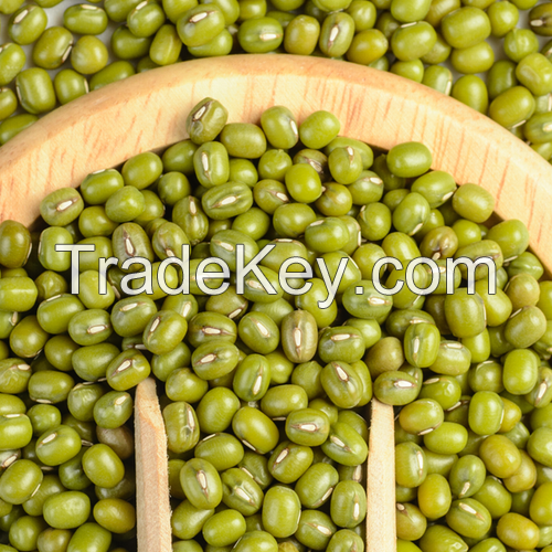 Indonesia High Quality Mung Bean