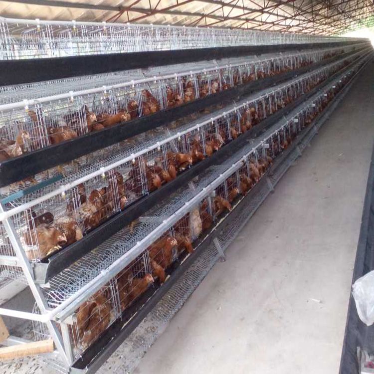 A type 3/4 layers  poultry chicken layer cage for sale