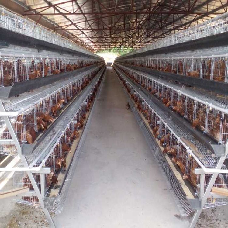 Cheap price cold galvanizing poultry chicken egg laying hens cage