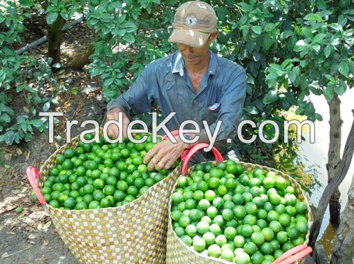 Seedless Lemons - Lime in Bulk