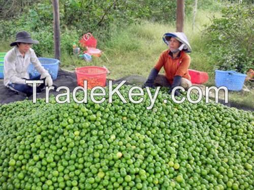 Seedless Lemons - Lime in Bulk