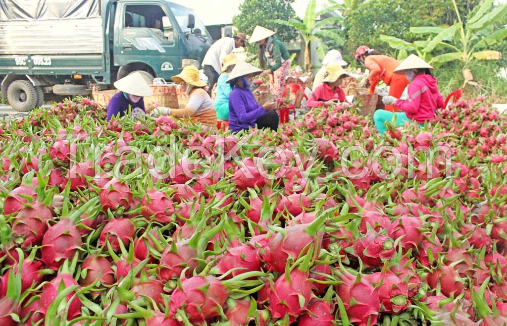 Dragon Fruit - Pitaya