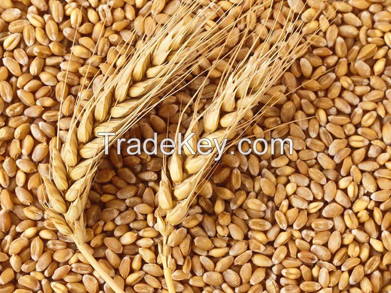 We sell grain of wheat, barley, corn originating in Russia.