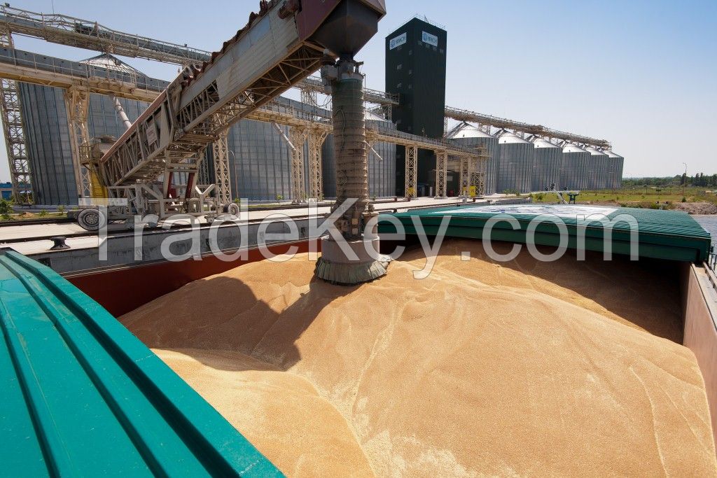 Export of wheat, barley, corn grain from Russia.