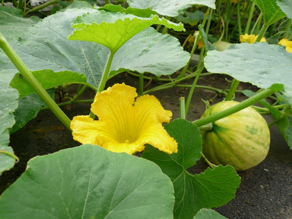 pumpkin seed oil