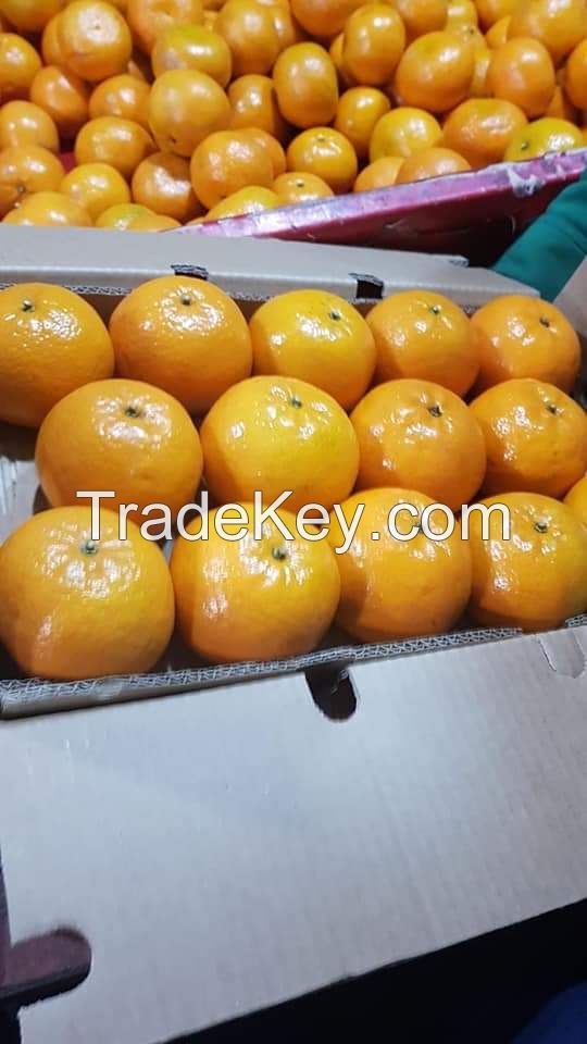 Fresh mandarin 